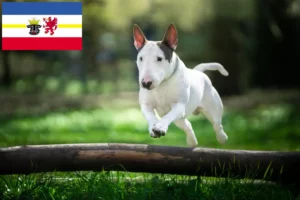 Lee más sobre el artículo Criadores de Bull Terrier y cachorros en Mecklemburgo-Pomerania Occidental