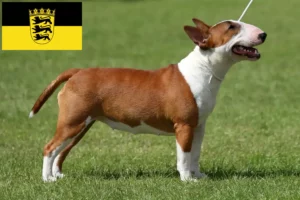 Lee más sobre el artículo Criadores de Bull Terrier miniatura y cachorros en Baden-Wurtemberg