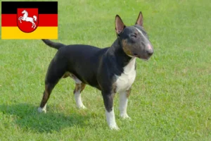 Lee más sobre el artículo Criadores de Bull Terrier miniatura y cachorros en Baja Sajonia