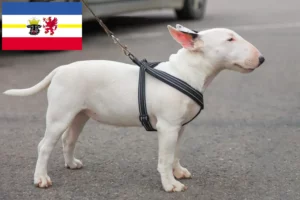 Lee más sobre el artículo Criadores de Bull Terrier miniatura y cachorros en Mecklemburgo-Pomerania Occidental