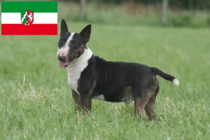 Lee más sobre el artículo Criadores de Bull Terrier miniatura y cachorros en Renania del Norte-Westfalia