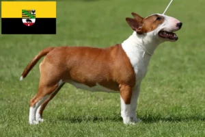 Lee más sobre el artículo Criadores de Bull Terrier miniatura y cachorros en Sajonia-Anhalt