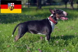 Lee más sobre el artículo Criadores de Bull Terrier miniatura y cachorros en Sarre