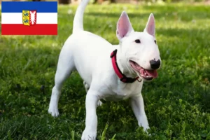 Lee más sobre el artículo Criadores de Bull Terrier miniatura y cachorros en Schleswig-Holstein