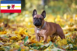 Lee más sobre el artículo Criadores de Bulldog Francés y cachorros en Mecklemburgo-Pomerania Occidental