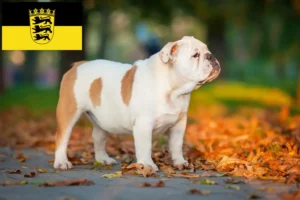 Lee más sobre el artículo Criadores de Bulldog Inglés y cachorros en Baden-Württemberg