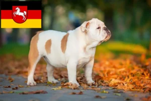 Lee más sobre el artículo Criadores de Bulldog Inglés y cachorros en Baja Sajonia