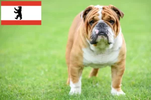 Lee más sobre el artículo Criadores de Bulldog Inglés y cachorros en Berlín