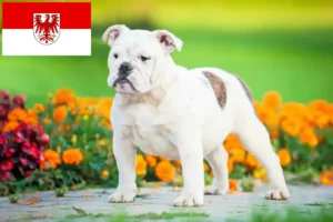 Lee más sobre el artículo Criadores de Bulldog Inglés y cachorros en Brandenburgo