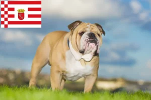 Lee más sobre el artículo Criador de Bulldog Inglés y cachorros en Bremen