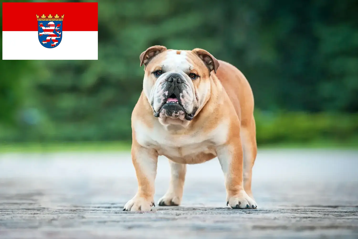 Lee más sobre el artículo Criadores de Bulldog Inglés y cachorros en Hessen