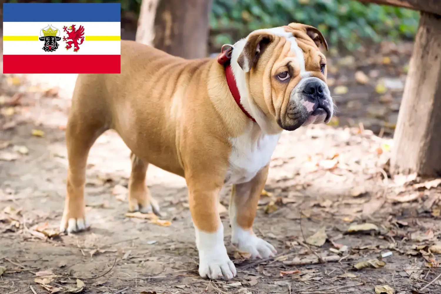 Lee más sobre el artículo Criadores de Bulldog Inglés y cachorros en Mecklemburgo-Pomerania Occidental