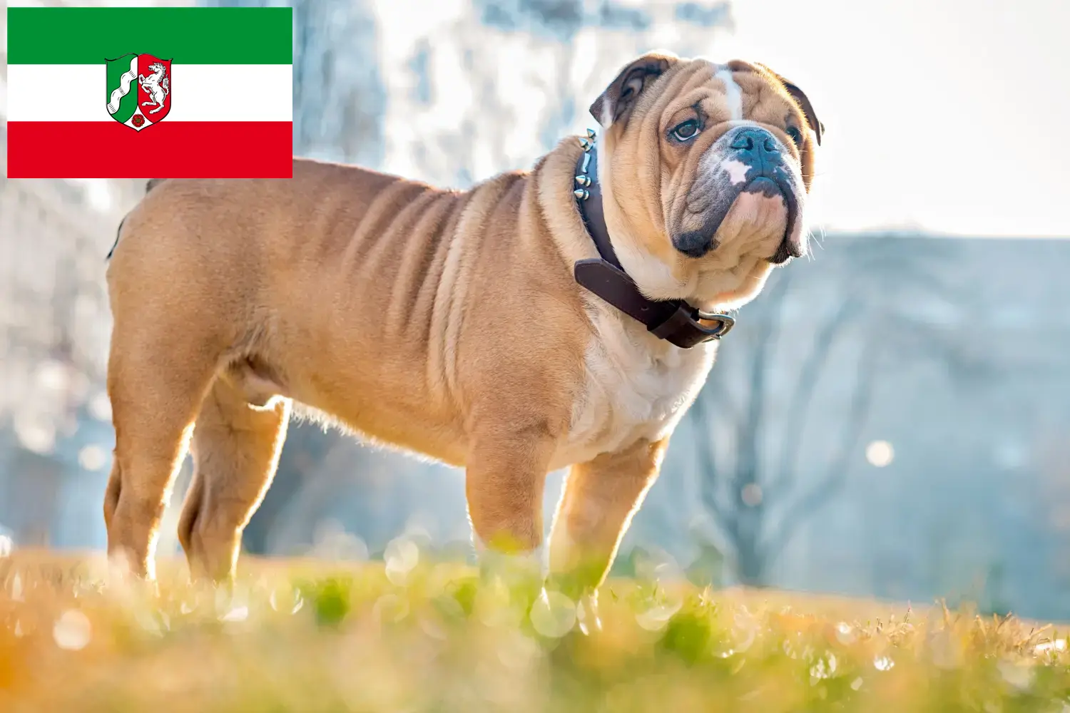 Lee más sobre el artículo Criadores de Bulldog Inglés y cachorros en Renania del Norte-Westfalia