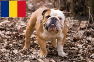 Lee más sobre el artículo Criadores de Bulldog Inglés y cachorros en Rumanía