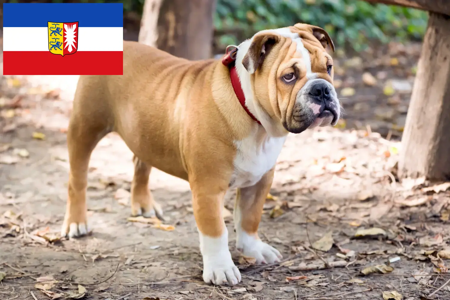 Lee más sobre el artículo Criadores de Bulldog Inglés y cachorros en Schleswig-Holstein