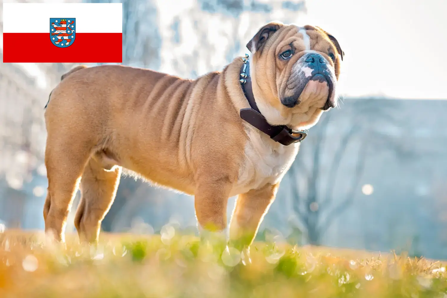 Lee más sobre el artículo Criadores de Bulldog Inglés y cachorros en Turingia