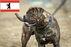 Lee más sobre el artículo Criadores de Bullmastiff y cachorros en Berlín