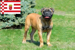 Lee más sobre el artículo Criadores de Bullmastiff y cachorros en Bremen