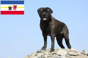 Lee más sobre el artículo Criadores de Bullmastiff y cachorros en Mecklemburgo-Pomerania Occidental