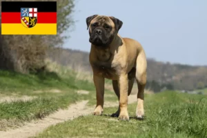 Lee más sobre el artículo Criadores de Bullmastiff y cachorros en Sarre