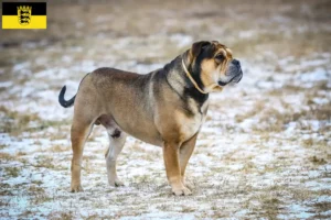 Lee más sobre el artículo Criadores y cachorros de Ca de Bou en Baden-Wurtemberg