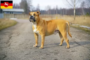 Lee más sobre el artículo Criadores y cachorros de Ca de Bou en Baja Sajonia