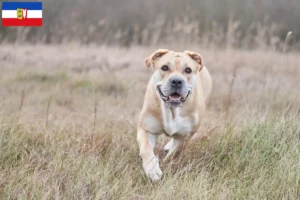 Lee más sobre el artículo Criadores y cachorros de Ca de Bou en Schleswig-Holstein