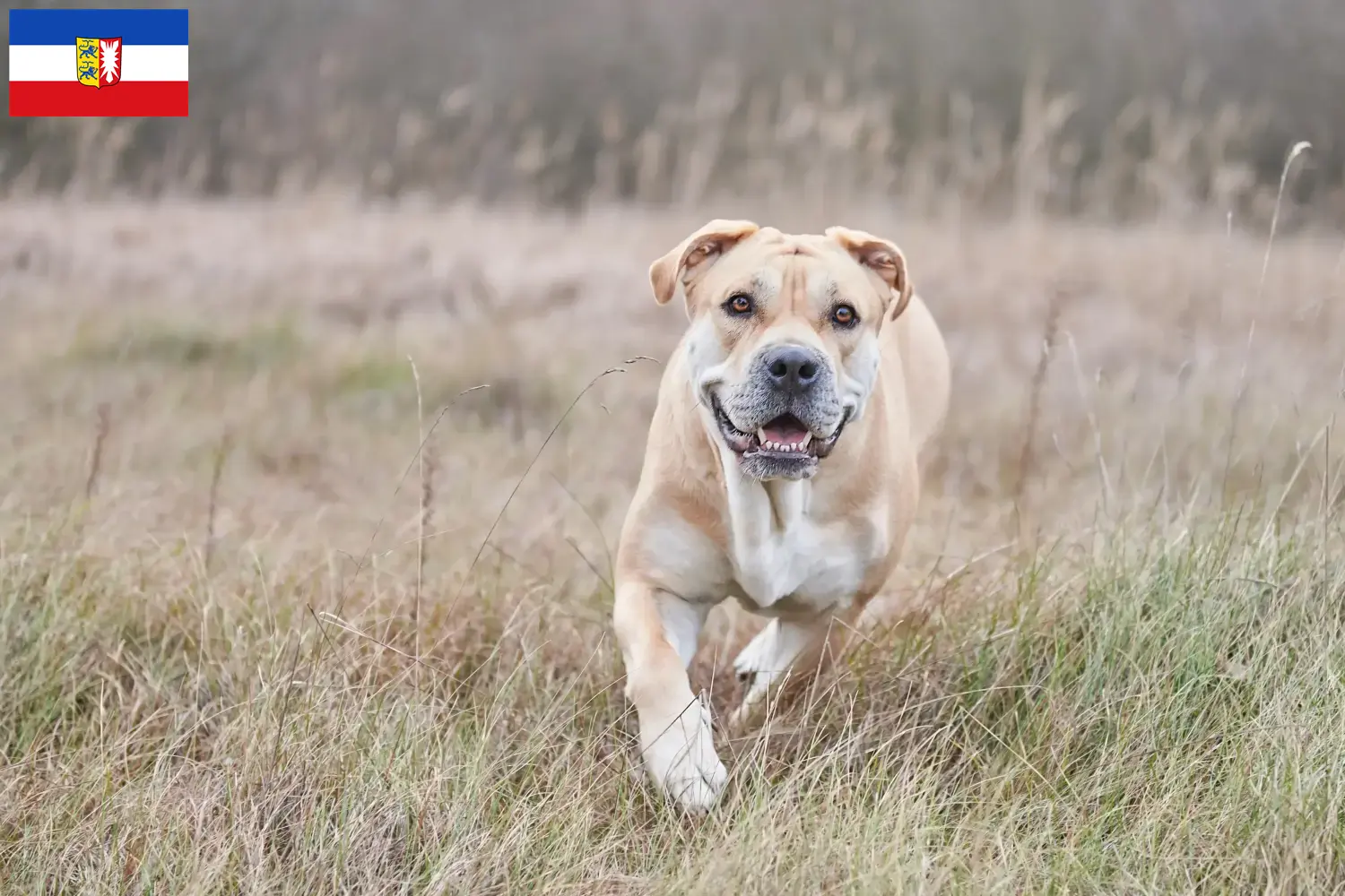 Lee más sobre el artículo Criadores y cachorros de Ca de Bou en Schleswig-Holstein