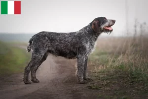 Lee más sobre el artículo Criadores y cachorros de pelo duro alemán en Italia