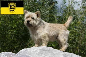 Lee más sobre el artículo Criadores de Cairn Terrier y cachorros en Baden-Wurtemberg