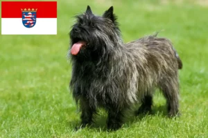 Lee más sobre el artículo Criadores de Cairn Terrier y cachorros en Hessen