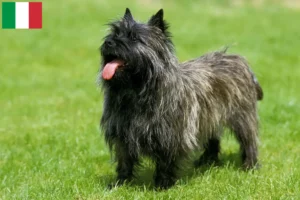 Lee más sobre el artículo Criadores y cachorros de Cairn Terrier en Italia