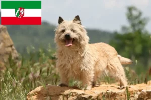 Lee más sobre el artículo Criadores de Cairn Terrier y cachorros en Renania del Norte-Westfalia