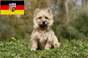 Lee más sobre el artículo Criadores de Cairn Terrier y cachorros en Sarre