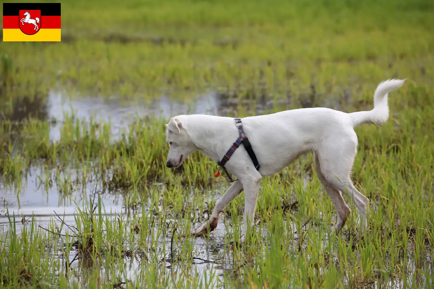 Lee más sobre el artículo Criadores de perros y cachorros de Canaan en Baja Sajonia