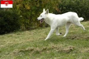 Lee más sobre el artículo Canaan Criador de Perros y Cachorros en Brandenburgo