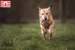 Lee más sobre el artículo Canaan criador de perros y cachorros en Bremen