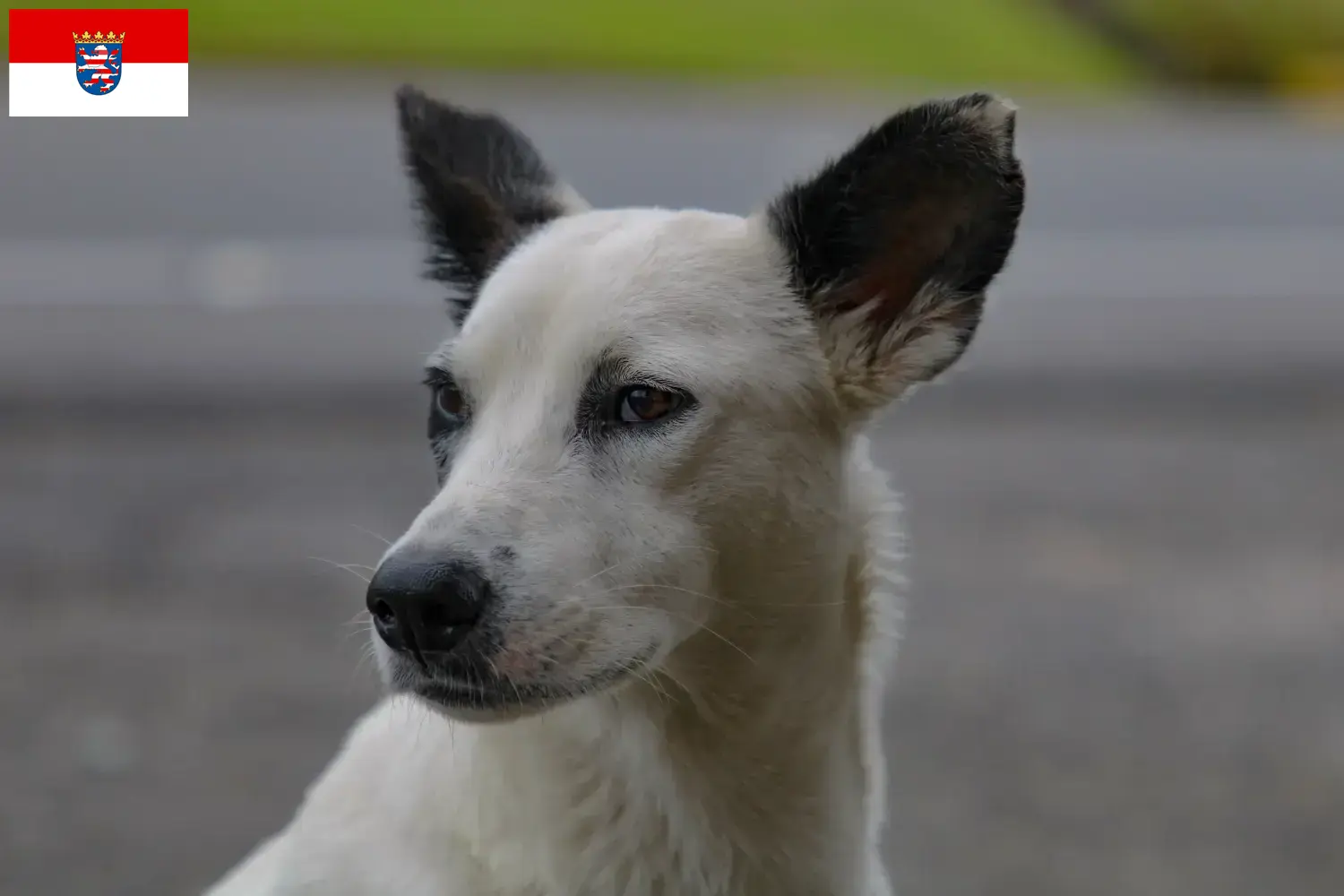 Lee más sobre el artículo Canaan criadores de perros y cachorros en Hessen