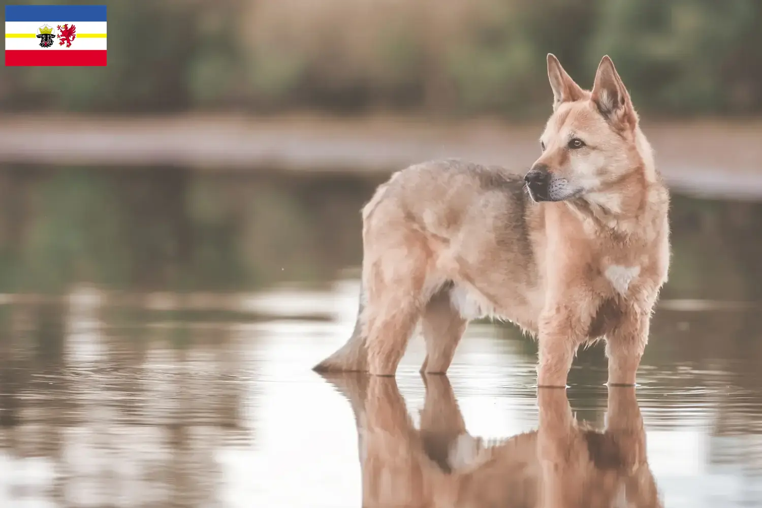 Lee más sobre el artículo Canaan criadores de perros y cachorros en Mecklemburgo-Pomerania Occidental