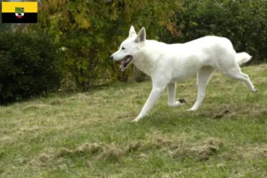 Lee más sobre el artículo Criadores de perros y cachorros de Canaan en Sajonia-Anhalt