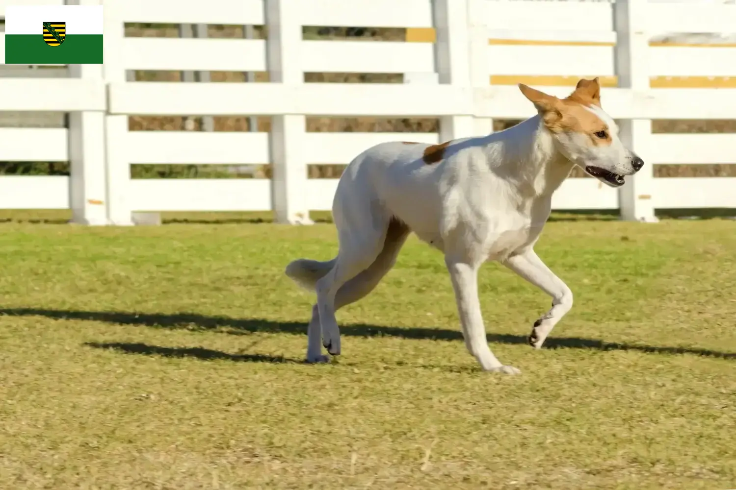 Lee más sobre el artículo Canaan Criador de perros y cachorros en Sajonia