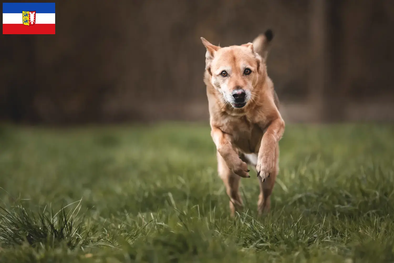 Lee más sobre el artículo Canaan criadores de perros y cachorros en Schleswig-Holstein