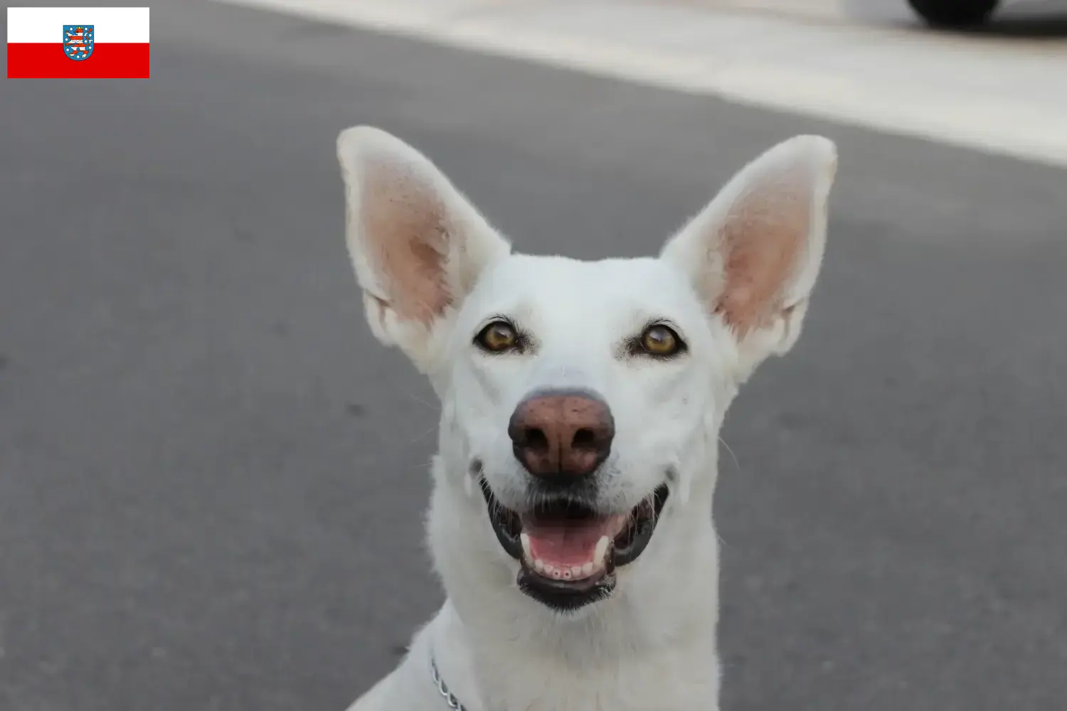 Lee más sobre el artículo Canaan criadores de perros y cachorros en Turingia