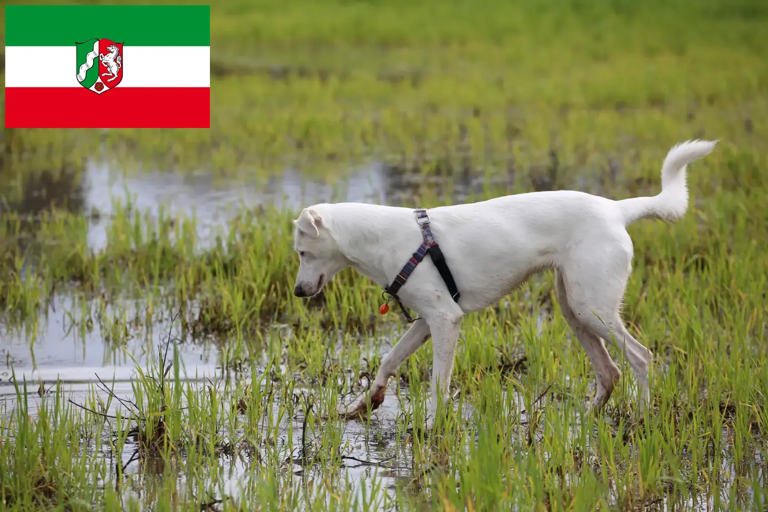 Lee más sobre el artículo Canaan criadores de perros y cachorros en Renania del Norte-Westfalia