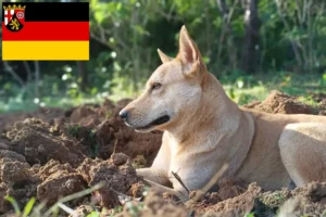Lee más sobre el artículo Canaan criadores de perros y cachorros en Renania-Palatinado