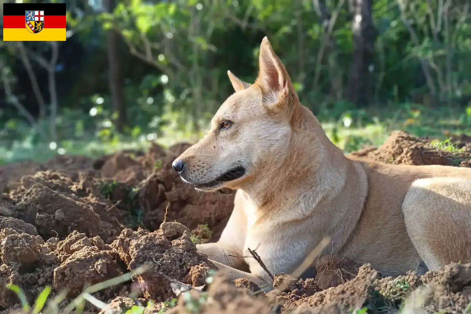 Lee más sobre el artículo Canaan criadores de perros y cachorros en Saarland