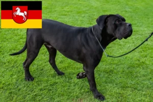 Lee más sobre el artículo Cane Corso Italiano criadores y cachorros en Baja Sajonia