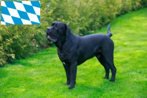 Lee más sobre el artículo Cane Corso Italiano criadores y cachorros en Baviera