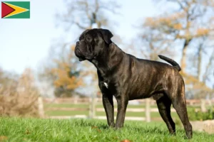 Lee más sobre el artículo Cane Corso Italiano criadores y cachorros en Guyana