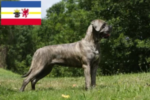 Lee más sobre el artículo Cane Corso Italiano criadores y cachorros en Mecklenburg-Vorpommern